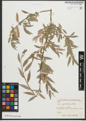 Foto von Salix pycnostachya Andersson